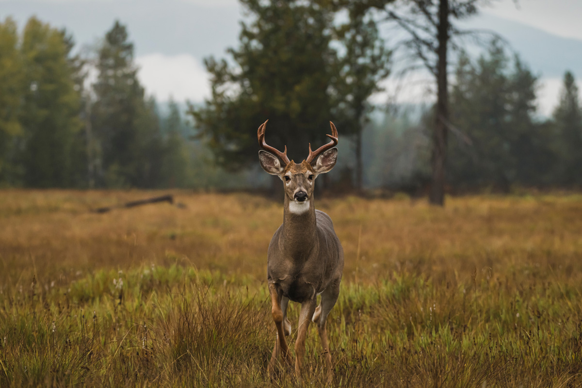 A deer with antlers standing in a field in West Texas.