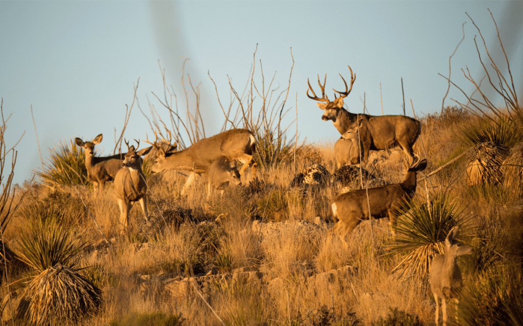 Wild deer in West Texas