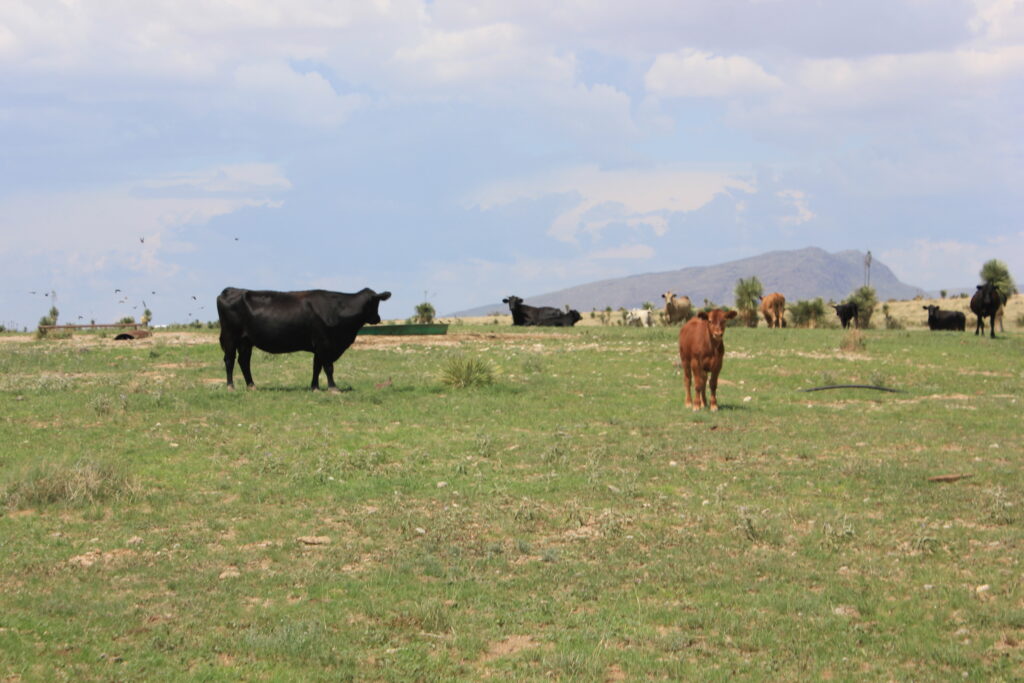 livestock grazing on land for sale 