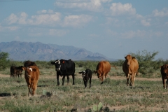 Herd of cattle grazing and walking across plot of land. 