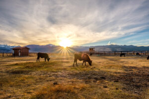 West Texas ranch land with cows grazing in front of a sunset.