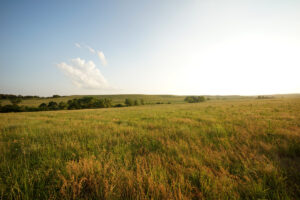 A yellow and green field of grass in West Texas.