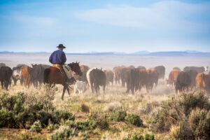 A man on a horse herding cattle on West Texas ranch land for sale.