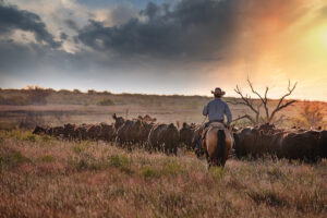 A man on a horse herding cattle on West Texas ranch land.